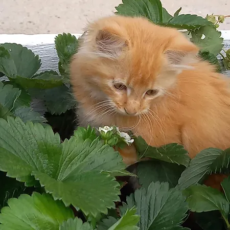 Holiday home La Petite Maison *