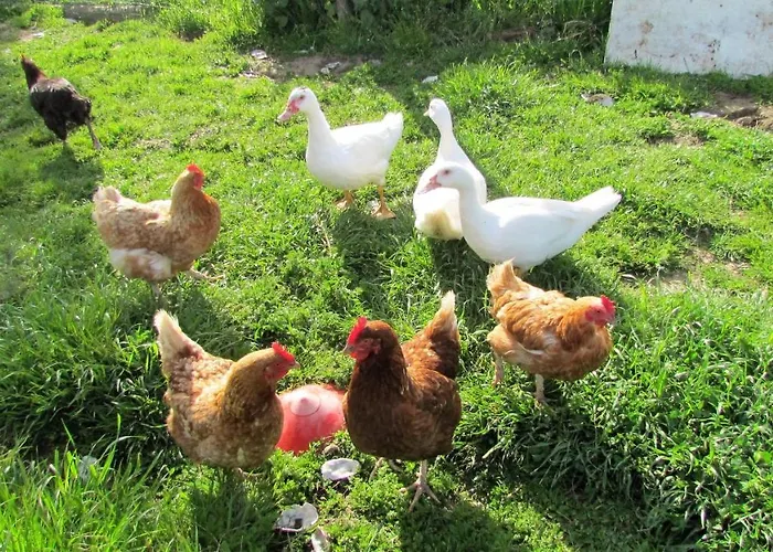 La Petite Maison * Montournais