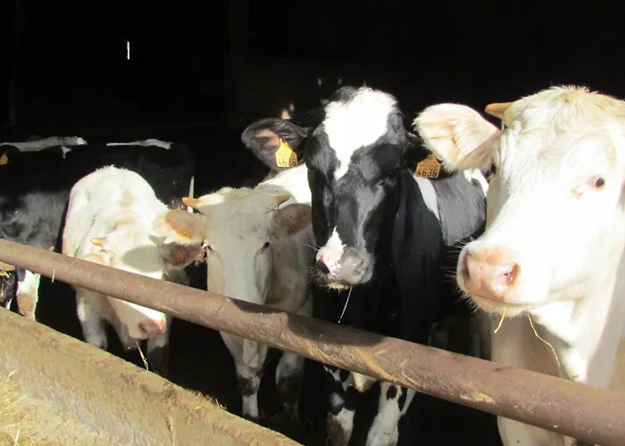 La Petite Maison * Montournais