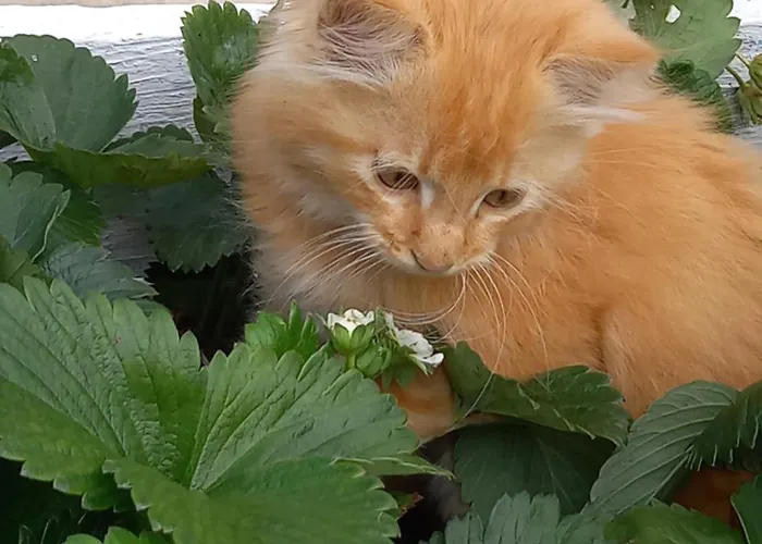 別荘 La Petite Maison *